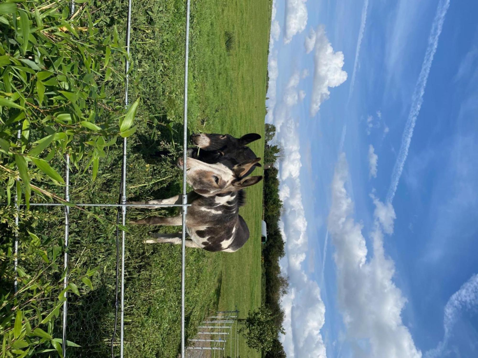 Fairview Farm Holiday Accommodation 14 Luxury Lodges, Cabins, Dog Friendly, Suitable For Couples, Families And Groups, Wedding Guests , Corporate Events, Sleeps 2-65 Guests In Ravenshead, Nottingham Near Sherwood Forest, Set In 88 Acres Exteriér fotografie