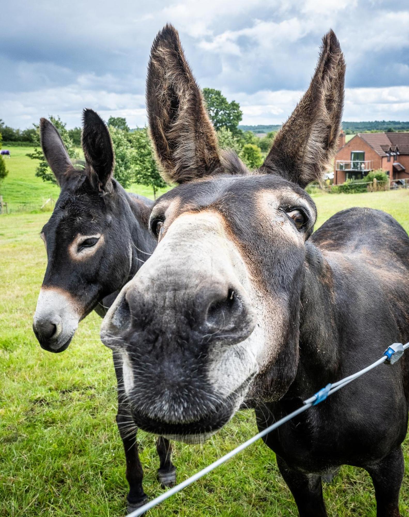 Fairview Farm Holiday Accommodation 14 Luxury Lodges, Cabins, Dog Friendly, Suitable For Couples, Families And Groups, Wedding Guests , Corporate Events, Sleeps 2-65 Guests In Ravenshead, Nottingham Near Sherwood Forest, Set In 88 Acres Exteriér fotografie